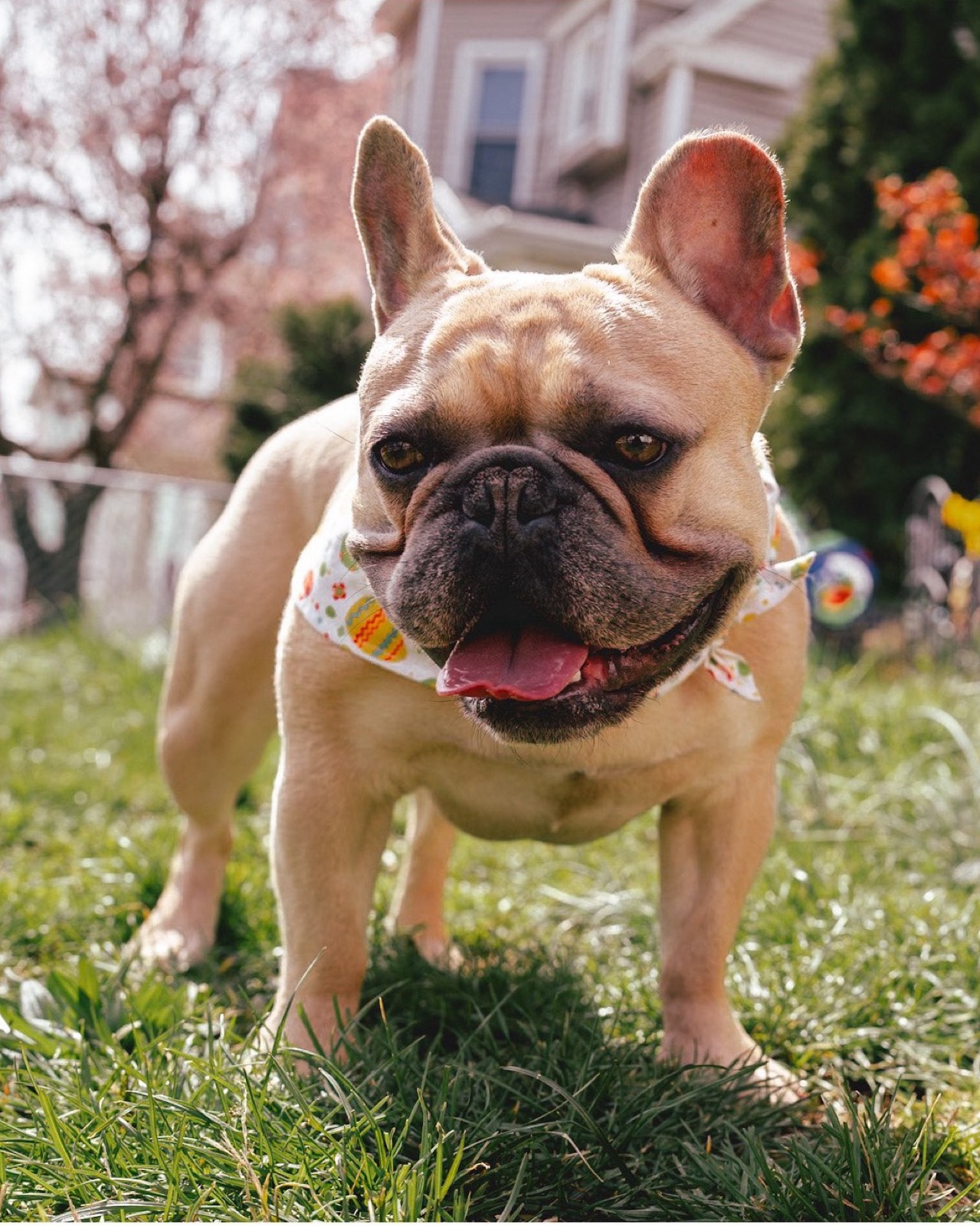 Goku grinning in the spring grass