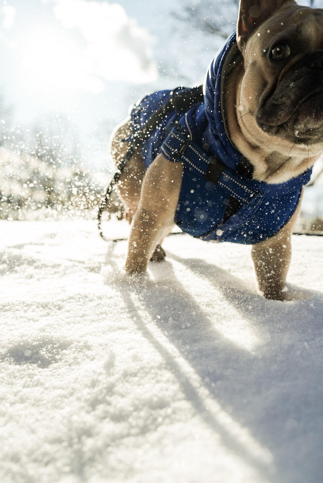 Goku kicking up snow in a blue coat